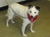 Bailey-LOVES to play fetch!