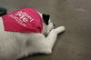 Bailey-LOVES to play fetch!