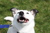 Bailey-LOVES to play fetch!