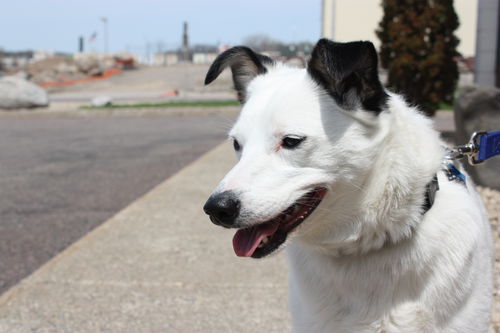 Bailey-LOVES to play fetch!