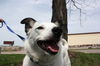 Bailey-LOVES to play fetch!