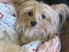 June Bug