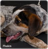 Phalen