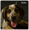 Phalen