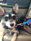 Skippy