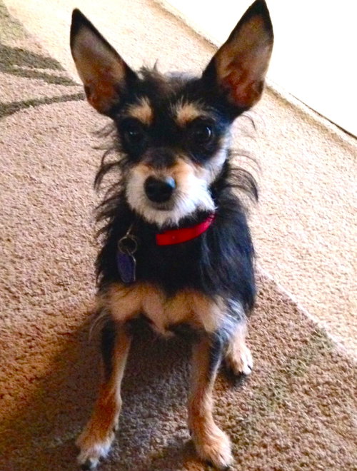 Skippy