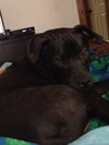Roscoe