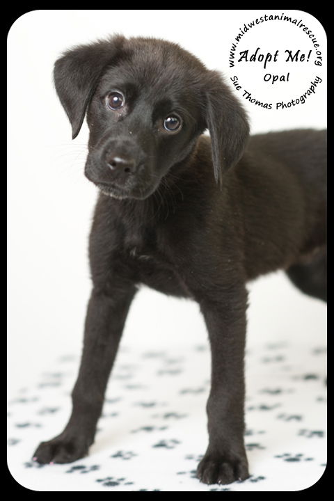 Opal Puppy