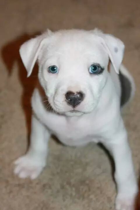 Oliver