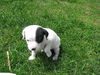 Milo Pup