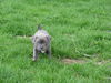 Pixie