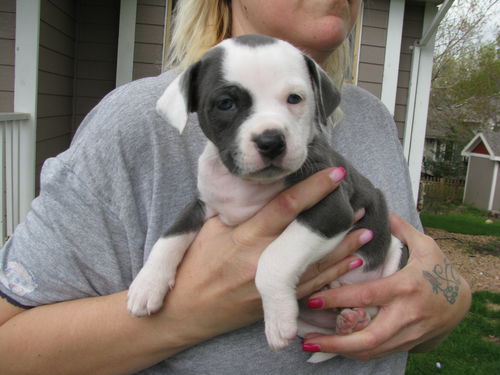 Willow