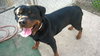 Dozer