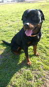 Dozer