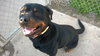 Dozer