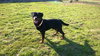 Dozer