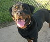 Dozer