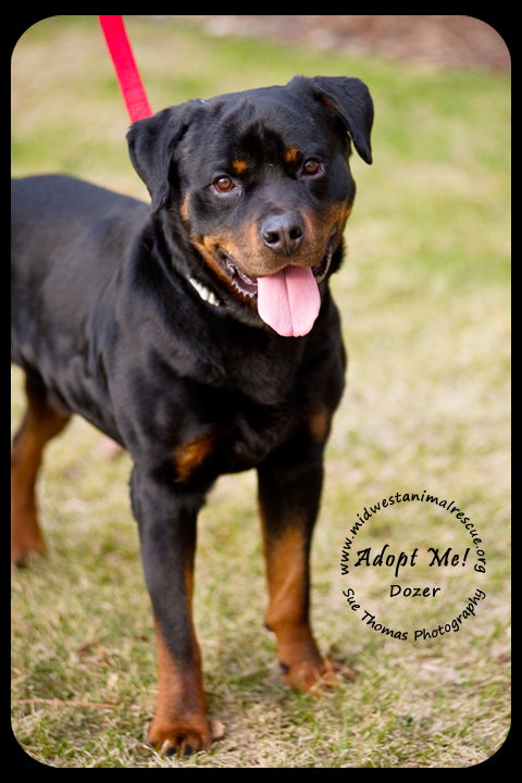 Dozer