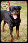 Dozer