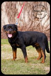 Dozer