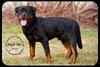 Dozer