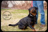 Dozer