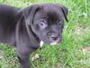 Oscar-puppy
