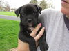 Oscar-puppy