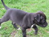 Oscar-puppy