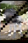 KD -PUP