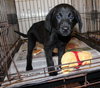 Ruby Puppy