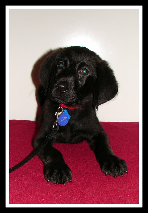Ruby Puppy