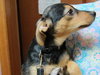 Rupert -Puppy