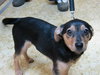 Rupert -Puppy
