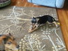 Rupert -Puppy