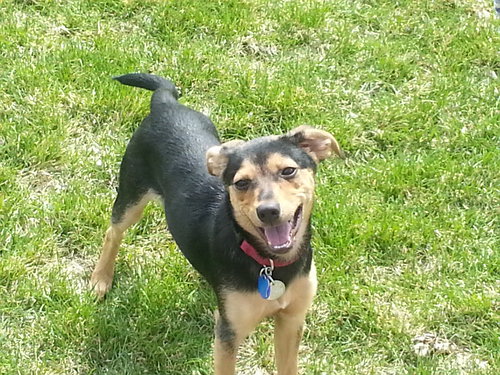Rupert -Puppy