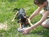 Rupert -Puppy