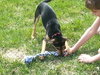 Rupert -Puppy