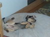 Rupert -Puppy