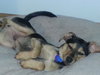 Rupert -Puppy