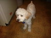 Lola