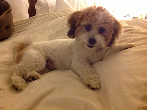 Phoebe