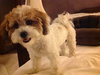 Phoebe