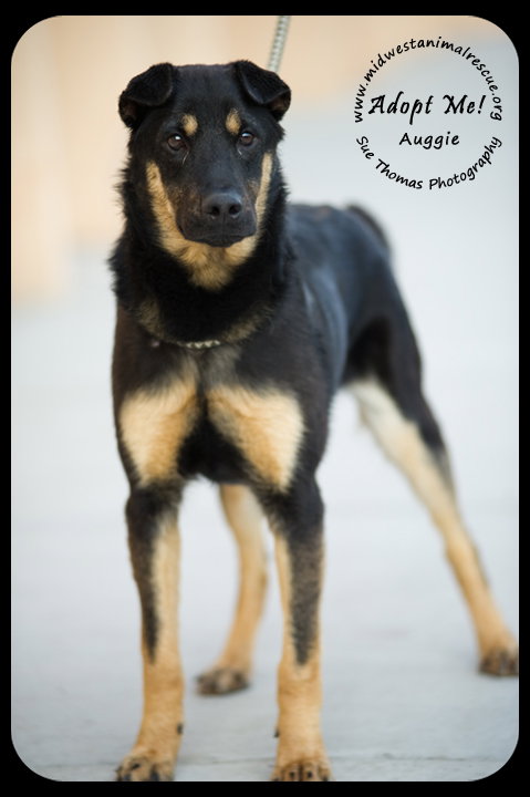 Auggie