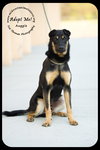 Auggie