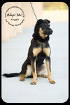 Auggie