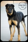 Auggie