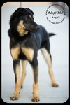 Auggie