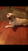 Cooper