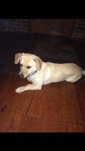 Cooper